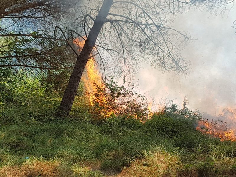 Tarquinia Incendio Stamani All Interno Della Pineta Di San Giorgio