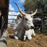 Bovino maremmano mostra nazionale tarquinia