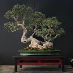 Esposizione Bonsai Città di Tarquinia