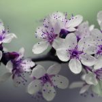 Foto di Anthony 🙂: https://www.pexels.com/it-it/foto/fotografia-di-messa-a-fuoco-fiore-petalo-bianco-e-viola-132474/