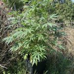 Guardia di Finanza di Tarquinia - Sequestro marijuana